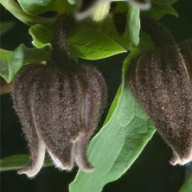 Clematis Fusca