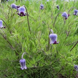 Clematis Hirsutissima
