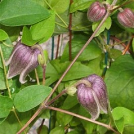 Clematis Ianthina