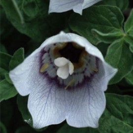 Codonopsis Clematidea