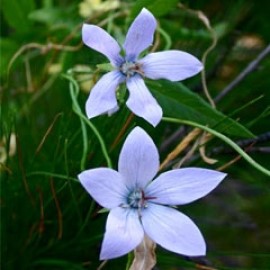 Codonopsis Forrestii