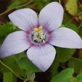 Codonopsis Grey-Wilsonii