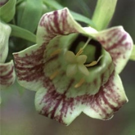 Codonopsis Lanceolata