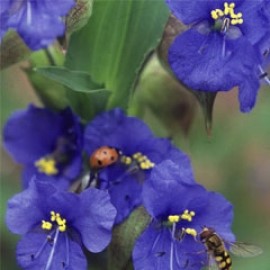 Commelina Coelestis