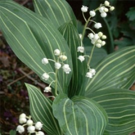 Convallaria Majalis Variegated