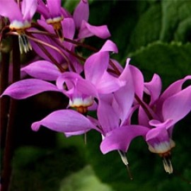 Dodecatheon Jeffreyi