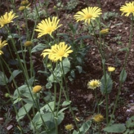 Doronicum Austriacum
