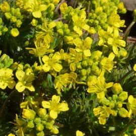 Draba Aizoides