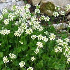 Draba Dedeana