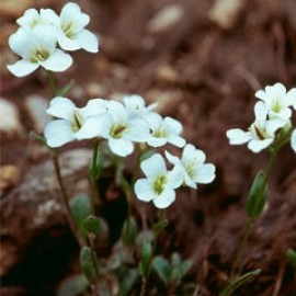 Draba Dubia