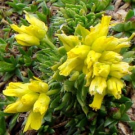 Draba Hoppeana