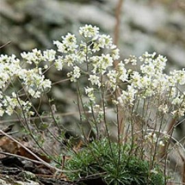 Draba Ramosissima