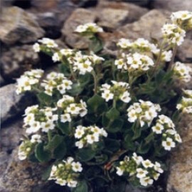 Draba Sakurai