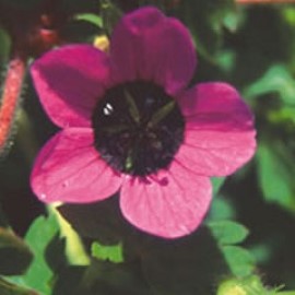 Geranium Ocellatum