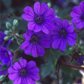 Geranium Pyrenaicum 'Bill Wallis'