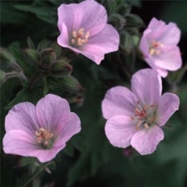 Geranium sylvaticum 'ray's pink'
