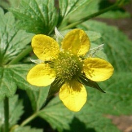 Geum Urbanum