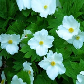 Glaucidium Palmatum Leucanthum