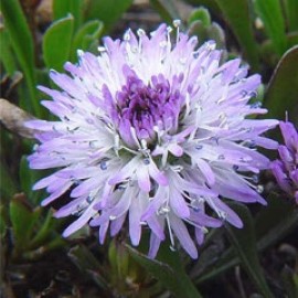 Globularia Cordifolia