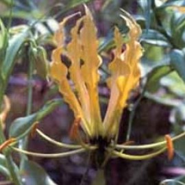 Gloriosa Lutea