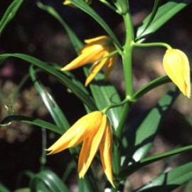 Gloriosa Modesta