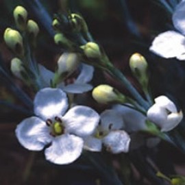 Gomphostigma Virgatum 'White Candy'