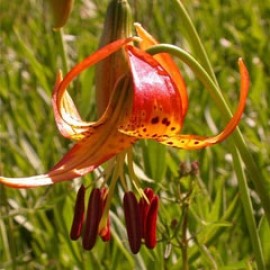 Lilium Pardalinum Ssp Shastense