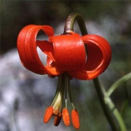 Lilium Pomponium