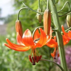 Lilium Pumilum