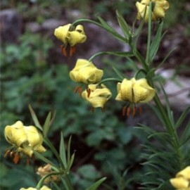 Lilium Pyrenaicum