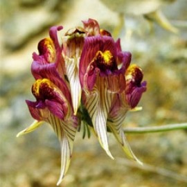 Linaria Aeruginea
