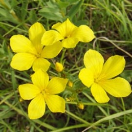 Linum Flavum
