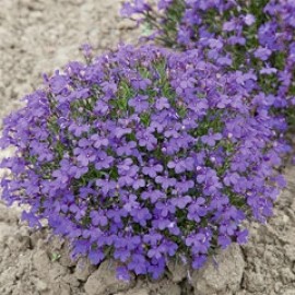 Lobelia Erinus 'Crystal Palace'