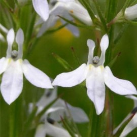 Lobelia Spicata