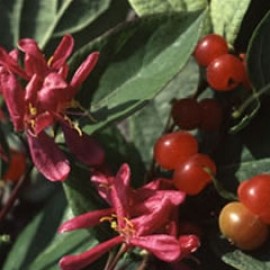 Lonicera Tatarica 'Arnold Red'