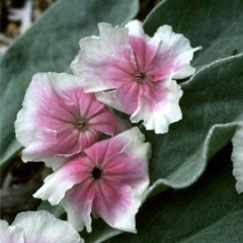 Lychnis Coronaria 'Angel's Blush'