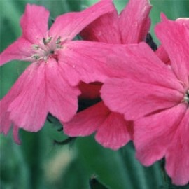 Lychnis Flos-jovis Nana