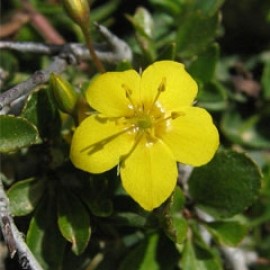 Lysimachia Serpyllifolia