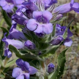 Penstemon Eriantherus