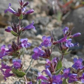 Penstemon Wilcoxii