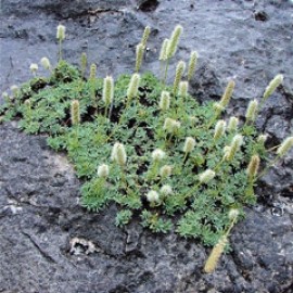 Petrophytum Caespitosa