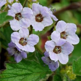 Phacelia Bolanderi