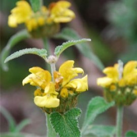 Phlomis Fruticosa