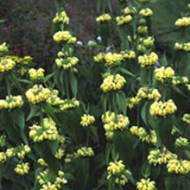 Phlomis Russeliana