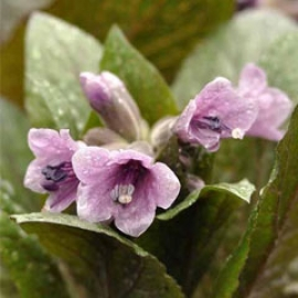 Physochlaina Orientalis