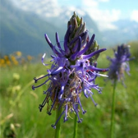 Phyteuma Betonicifolium