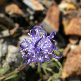 Phyteuma Hemisphaerica