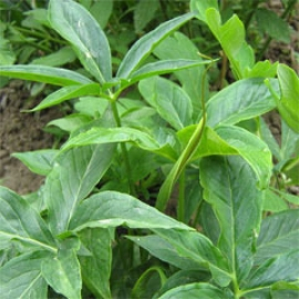 Pinellia Pedatisecta