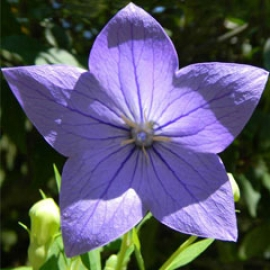 Platycodon Grandiflorus