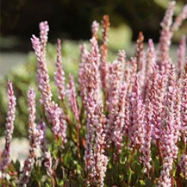 Polygonum Vaccinifolium